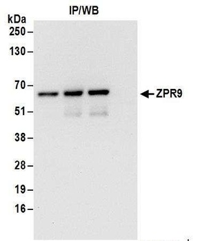 ZPR9 Antibody