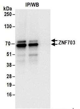 Rabbit anti-ZNF703 Antibody