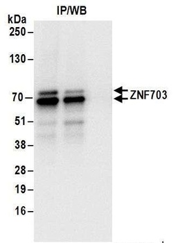 ZNF703 Antibody
