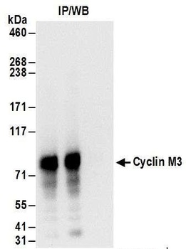 Cyclin M3 Antibody