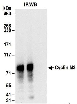 Rabbit anti-Cyclin M3 Antibody