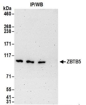 ZBTB5 Antibody