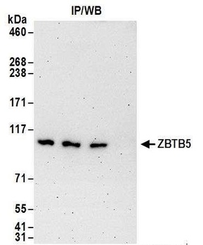 Rabbit anti-ZBTB5 Antibody