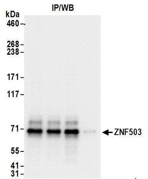 Rabbit ZNF503 Antibody