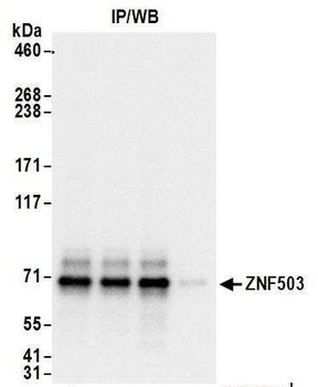 ZNF503 Antibody