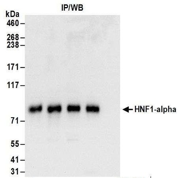 Rabbit HNF1-alpha Antibody