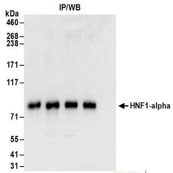 Rabbit HNF1-alpha Antibody