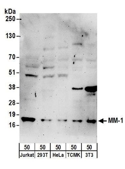 Rabbit MM-1 Antibody