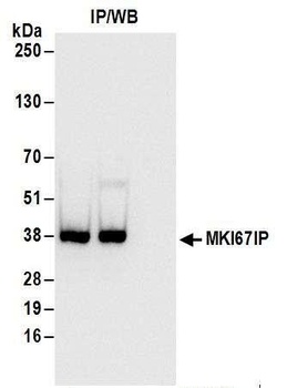 Rabbit anti-MKI67IP Antibody