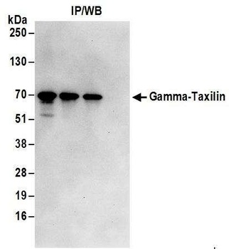 Gamma-Taxilin Antibody