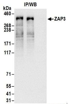 ZAP3 Antibody