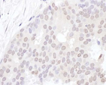 Rabbit anti-ZAP3 Antibody