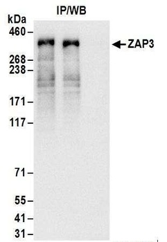 Rabbit anti-ZAP3 Antibody