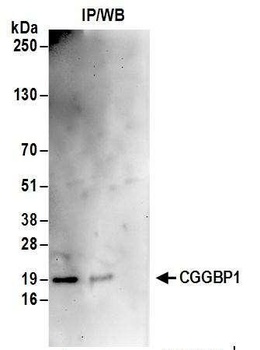 Rabbit anti-CGGBP1 Antibody