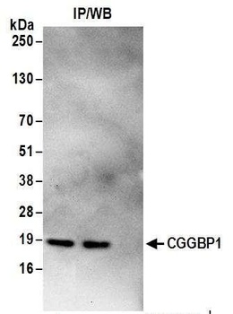 CGGBP1 Antibody