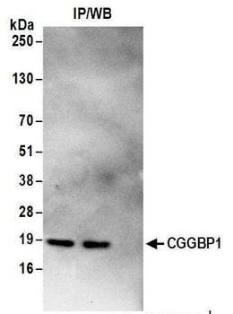 Rabbit anti-CGGBP1 Antibody