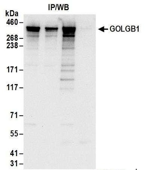 GOLGB1 Antibody