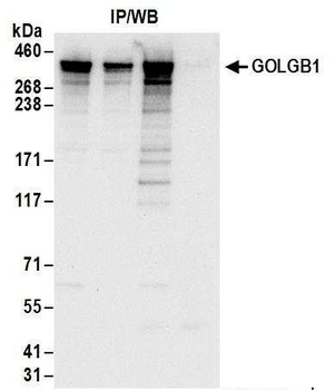 Rabbit anti-GOLGB1 Antibody