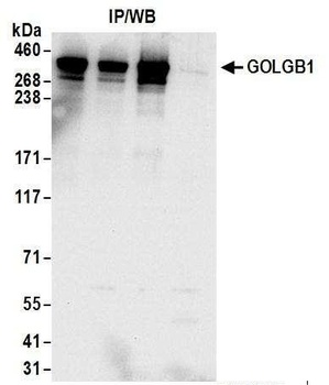 Rabbit anti-GOLGB1 Antibody