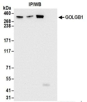 Rabbit anti-GOLGB1 Antibody