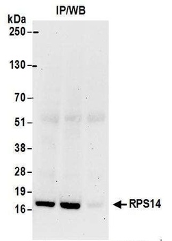 Rabbit anti-RPS14 Antibody