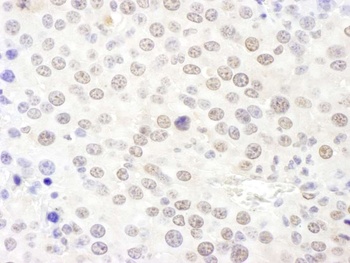 Rabbit anti-NHP2L1 Antibody