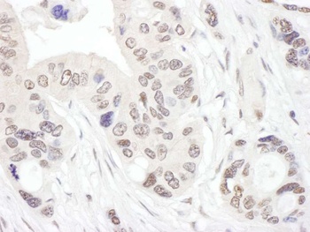 Rabbit anti-NHP2L1 Antibody