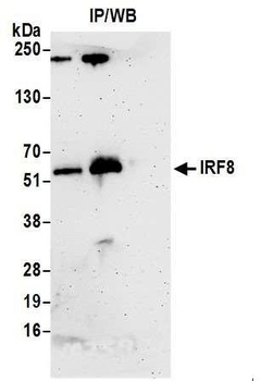 Rabbit anti-IRF8 Antibody