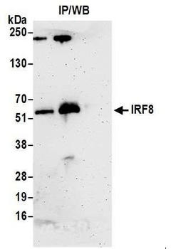 IRF8 Antibody