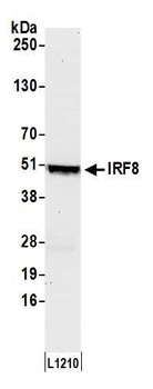 Rabbit anti-IRF8 Antibody