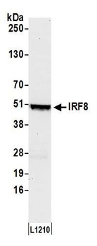 IRF8 Antibody