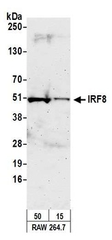 IRF8 Antibody
