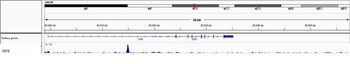 Rabbit anti-IRF8 Antibody