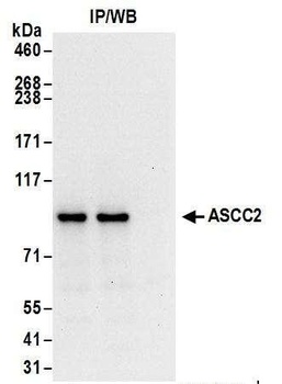 Rabbit anti-ASCC2 Antibody