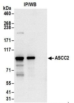 Rabbit anti-ASCC2 Antibody