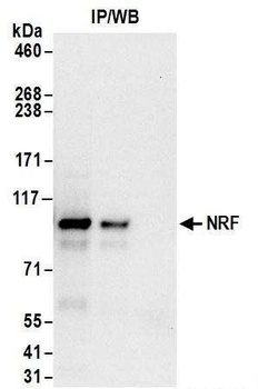 Rabbit anti-NRF Antibody