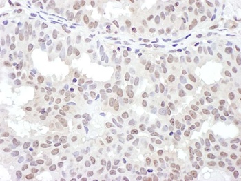 Rabbit anti-NRF Antibody