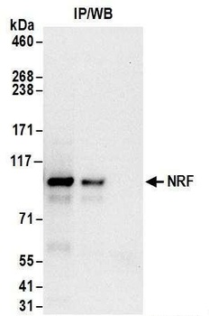 NRF Antibody
