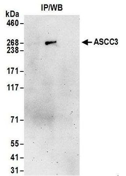 ASCC3 Antibody