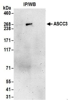 Rabbit anti-ASCC3 Antibody
