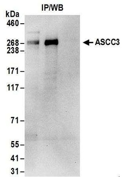 Rabbit anti-ASCC3 Antibody