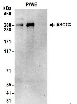 ASCC3 Antibody