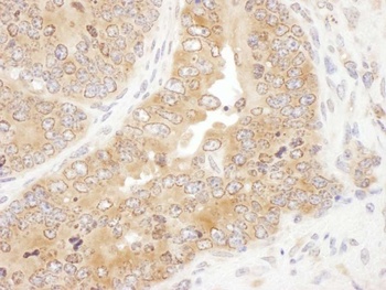 Rabbit anti-RPS5 Antibody