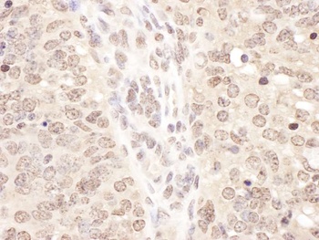 Rabbit anti-TCEB2 Antibody