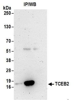 Rabbit anti-TCEB2 Antibody
