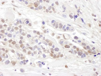 Rabbit anti-TCEB2 Antibody