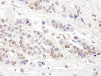 TCEB2 Antibody