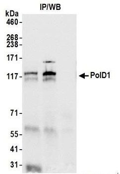 PolD1 Antibody