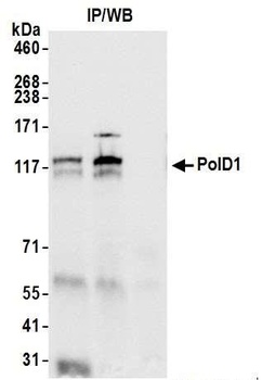 Rabbit anti-PolD1 Antibody