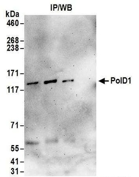 PolD1 Antibody